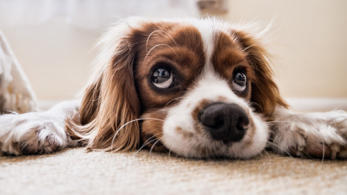 puppy-3840x2160-funny-animals-4k-18845639715992b80ec4a.jpg