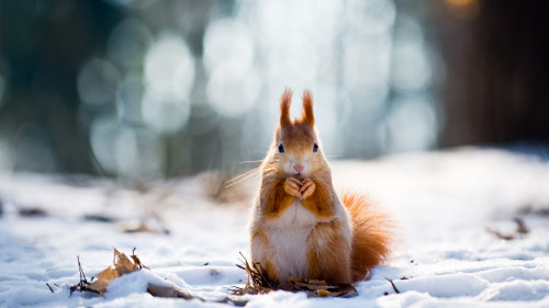 squirrel-3840x2160-cute-animals-snow-winter-4k-1711282f06f4e6fe29798.jpg